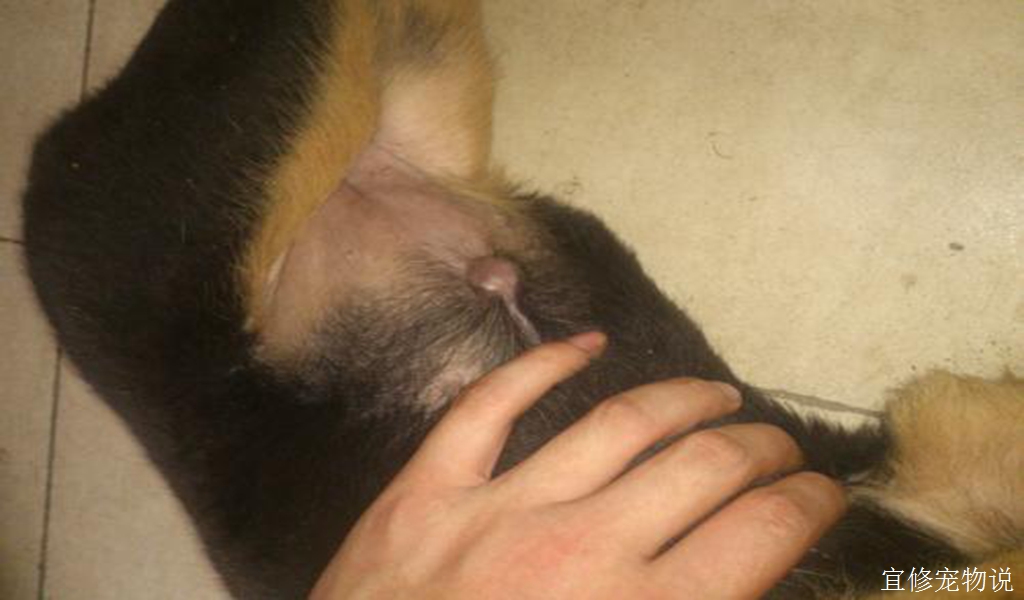 在家也能给狗狗做的一些基本检查