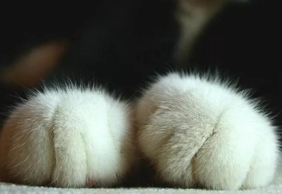 猫爪垫中能看出性格差异，学会分辨五类猫咪，找到适配自己的爱猫