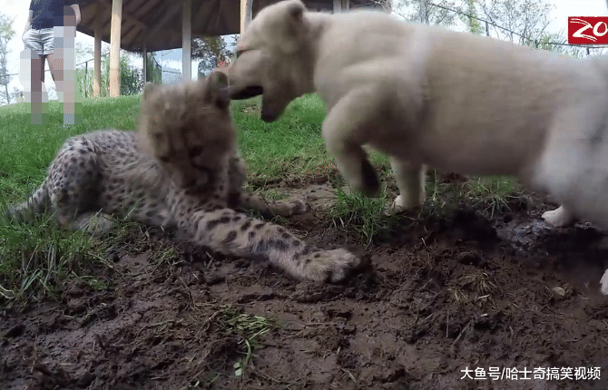 花豹从小跟狗狗一起长大，结果被带偏了，汪：不就是猫吗？