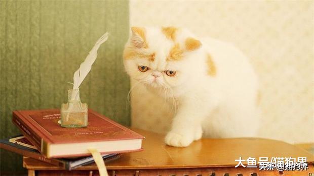 市面上没有适合所有猫的粮，所以买之前要先知道猫的口味