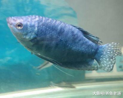 這種觀賞魚是魚缸蛋白蟲的克星，可以和中大型魚混養！