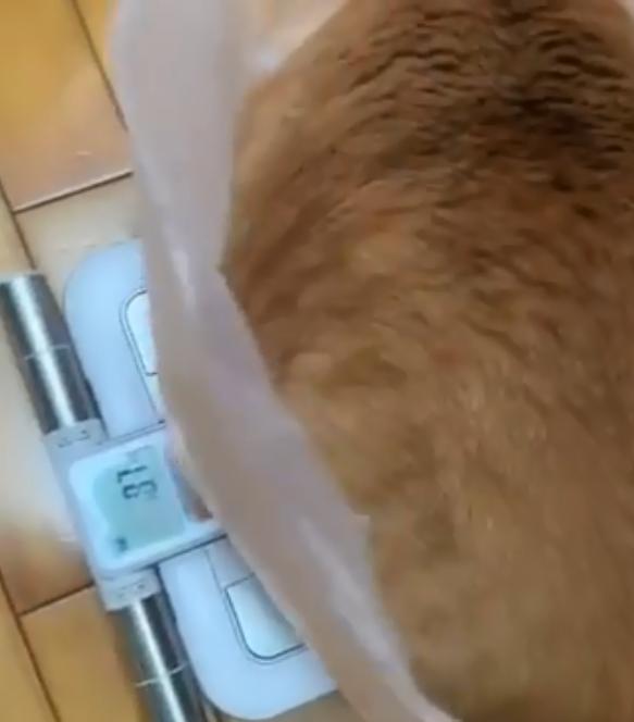 橘猫兄妹都重达20斤，主人都替猫咪喊冤，喝水都胖能怎么办