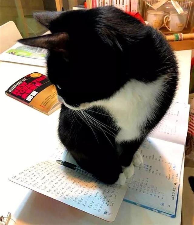 孩子成绩老不好，多半其中有“猫腻”，硬核妈妈派猫咪陪读学习！