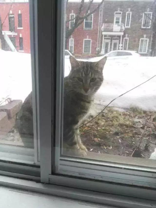 流浪猫为了不再被抛弃，努力表现讨好主人，看完泪目