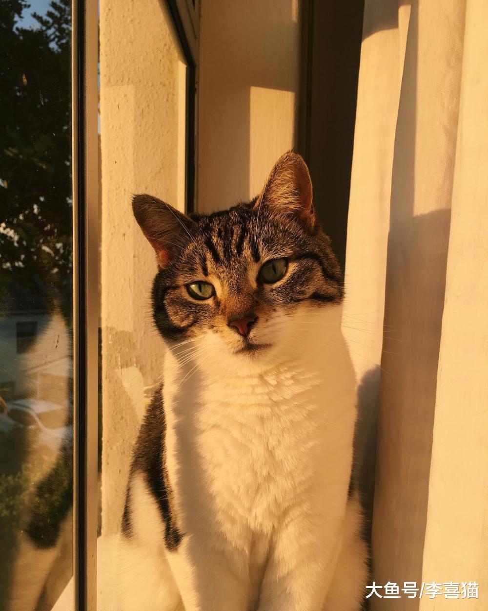 貓咪向往自由，養在室內會很委屈？不，散養才會有更多安全隱患！