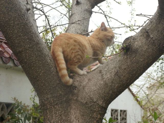 下班回家发现猫咪失踪了，主人出门焦急寻找，抬头一看气笑了