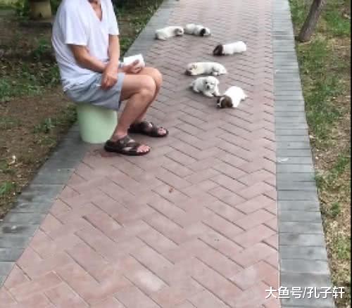 带泰迪去逛街，途中偶遇6只小奶狗，瞬间走不动道了！
