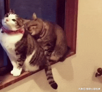 辟谣! 猫咪怕水且不爱洗澡? 不洗澡就不爱干净? 你的误会有点深