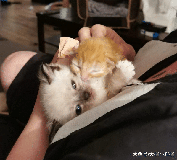 刚出生小猫被小鸟抓伤，流浪猫妈妈温馨照顾，小猫：感谢有您陪伴
