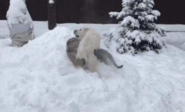 这波操作够吹一辈子了，看狗子如何欺负万兽之王？