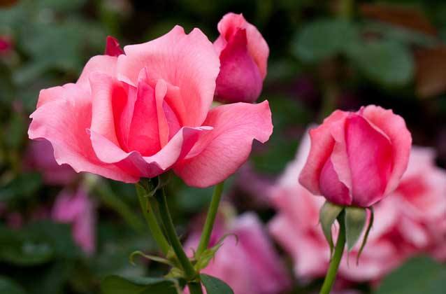 那咱们到底该怎么给月季浇水呢？快来学习一下吧！