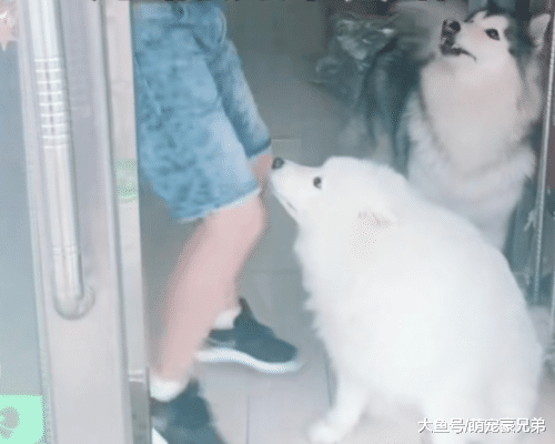 小伙带萨摩耶出门，狗狗却没猜到结局，狗：穷的连水都用不起了