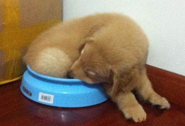 金毛从小被猫妈妈带大，菜场偷鱼回来要给猫妈妈，瞬间被融化了