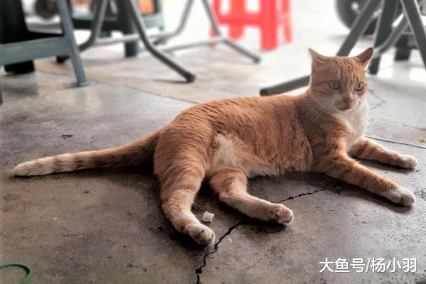 橘猫叼回一只同款奶猫，亲自喂奶，主人笑哭“差点相信是你生的”
