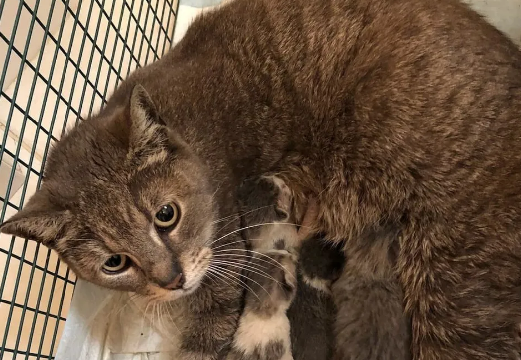 好心人在野外拯救了猫咪母子，被救助后，猫妈妈抱着孩子流出泪水