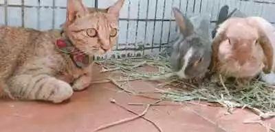 猫主子们大搞怪! 千万不要对猫竖中指, 否则…