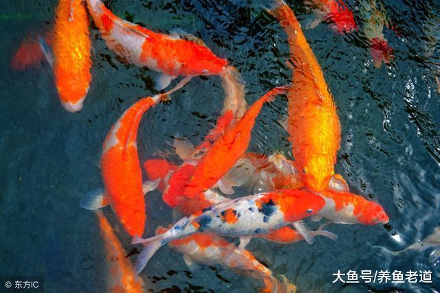 黑色的錦鯉能辟邪嗎，還是先看看能不能養活再說吧！