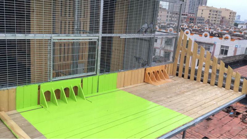 赛鸽百科：养鸽人在鸽舍有四个方面需要注意