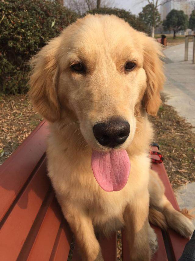 给家里猫梳毛，梳着梳着发现不对劲，我感觉自己要完了