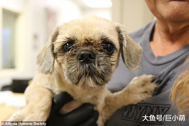 狗狗扎堆繁殖，700多只里很多是幼犬，狗最大的错就是生在繁殖场