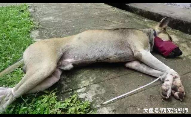 缅甸仰光有10万多只流浪狗，歌手为它们写歌，明星自发建收容所