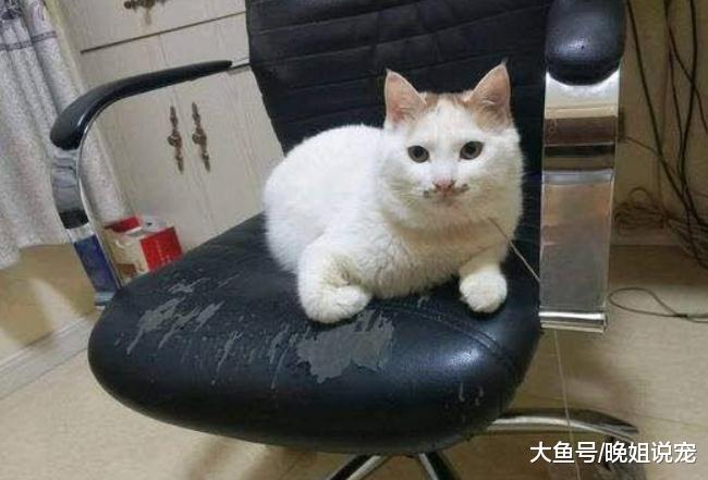 猫咪做这5件事，主人的心情和“老母亲”一模一样：欲哭无泪