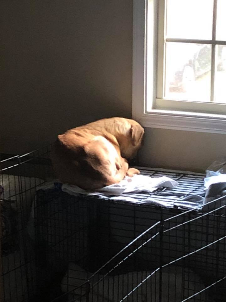 流浪汪总是头埋墙角，得知原因后，所有人都很伤心