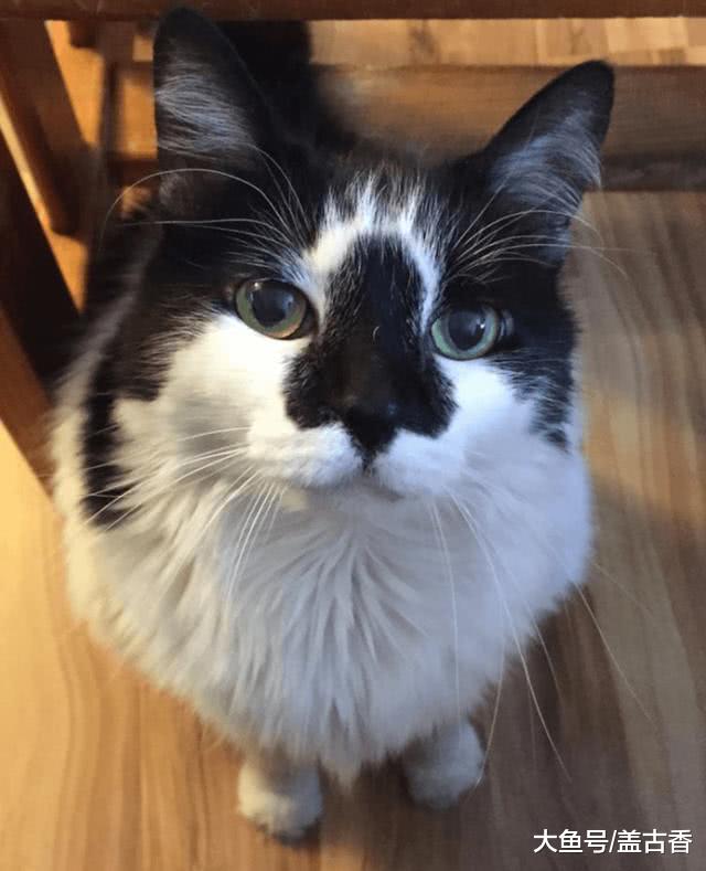 这几只长相十分特殊的小猫咪，让你感觉眼前一亮，甚至逗笑铲屎官