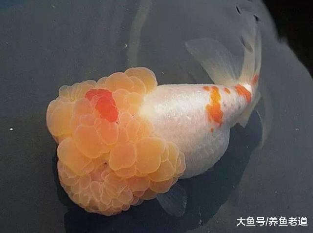 2019年養點觀賞魚玩玩如何，希望給魚友們帶來更多經驗！