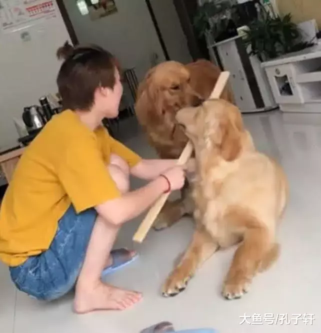 大金毛犯错被教训，为了逃脱责任，竟叼来棍棒让主人收拾同伴