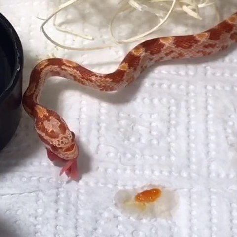 饲养玉米蛇攻略：爱它，就要低调奢华有内涵