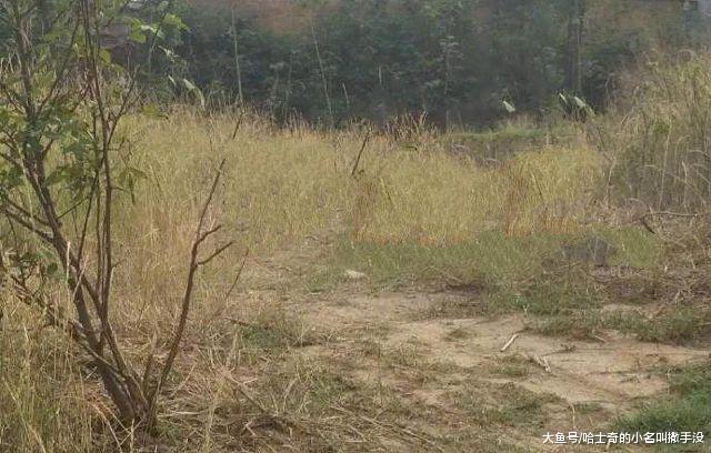 野外拉肚子的时候，被四条狗给盯上了，咋办？提裤子就跑？
