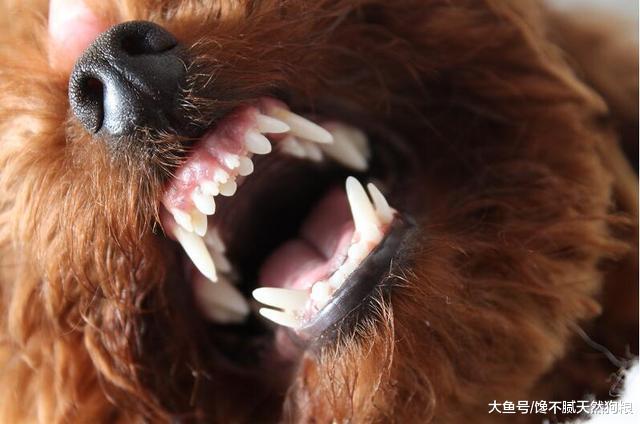 长期打你家泰迪犬, 它会产生这5点后遗症!