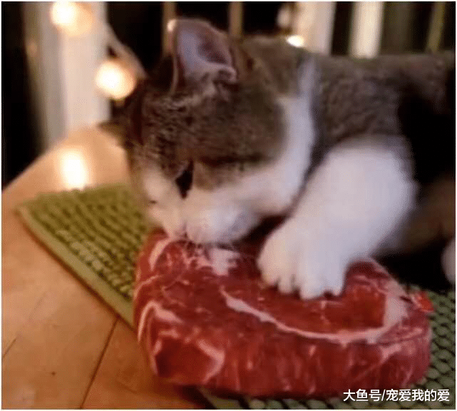 女子外出回家，发现猫咪枕着一块肉在睡觉，走近一看才发现是这玩意
