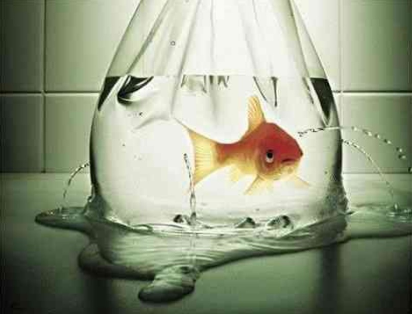 生活时时都有意外，连动物也避免不了，12张动物趣图真是太搞笑了