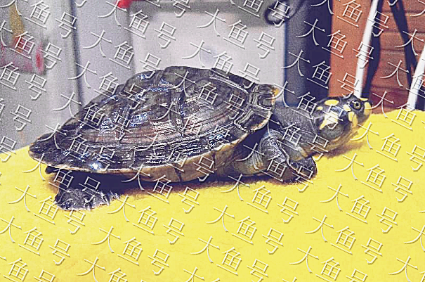 忍者神龟真的存在吗？它叫什么名字呢？一起来看一看吧！