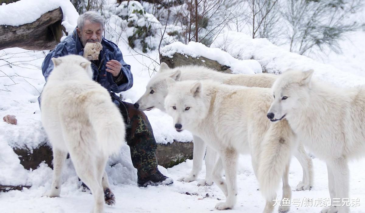 犬科動物里面，哪些亞種有實力與大型貓科動物相比？