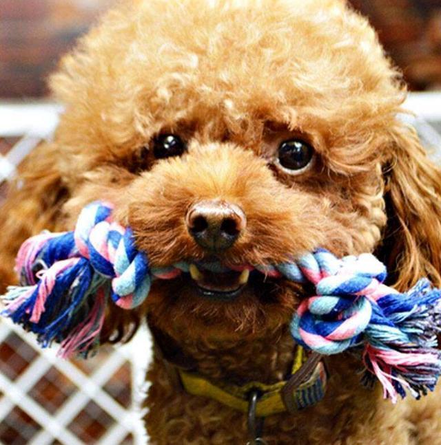 养狗, 若狗狗对你有这些表现, 恭喜你, 它把你当主人了!