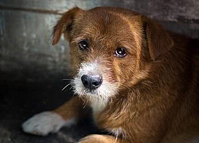 流浪狗看到宠物狗后会有什么感受，看完后让人心酸不已