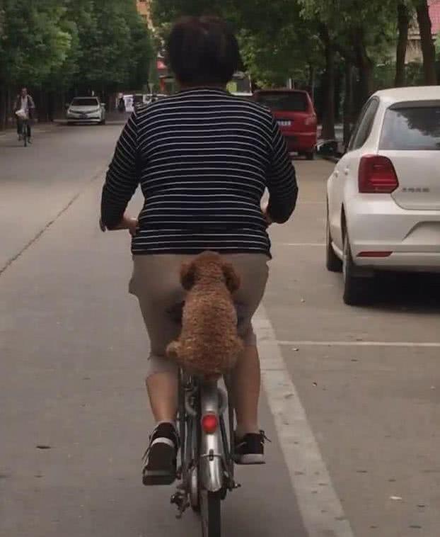 阿姨带泰迪出门，让它坐自行车后座，狗子小心翼翼抓着不敢动，生怕掉下去