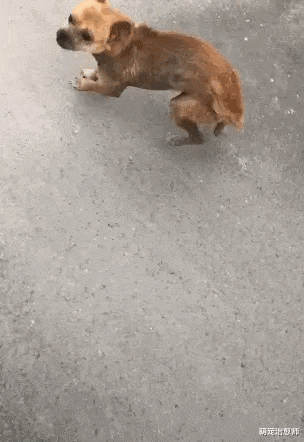 网友给了流浪狗鸡蛋吃，它就一路跟随：吃了你的蛋，我是你的狗了