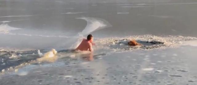 暖心的一幕！一人一狗破冰救援两只陷入冰洞中的狗狗