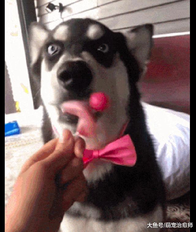 网友把棒棒糖放在哈士奇面前，它津津有味的舔起来，眼神够二的！