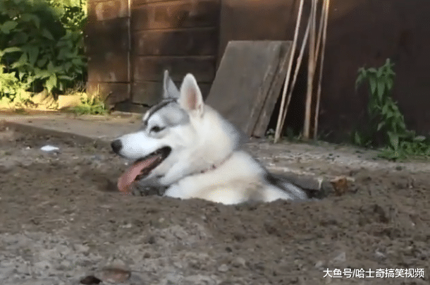 二哈在院子挖了个窝，躺下去发现还很合身，是蓝翔毕业的呢？