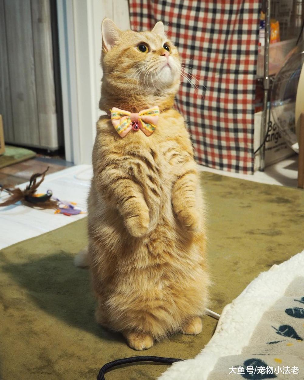 鏟屎官讓橘貓減肥，沒想到它卻練出“絕技”，網友：被僵尸附身？