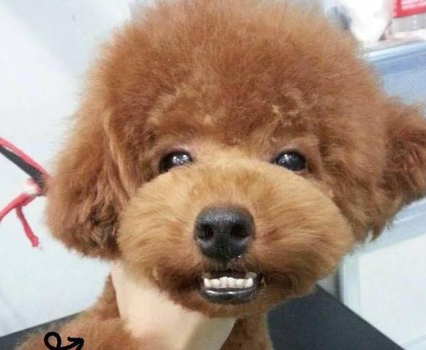 泰迪犬做了这些事，说明它智商比较低，宠主要加强训练