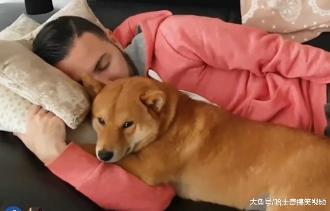 柴犬一岁多了，还要在“拔拔”怀里睡，忘记自己已经长大了