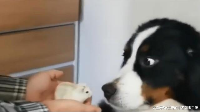 主人捧着小仓鼠给狗子看，狗子一脸的惊恐：这个真的不是我的孩子