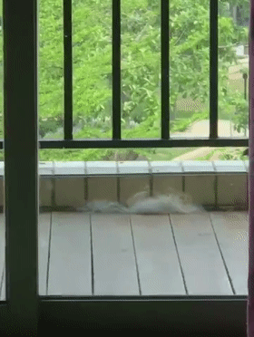 小鸟偷狗毛筑巢，金毛察觉后龇牙咧嘴，主人的举动亮了……