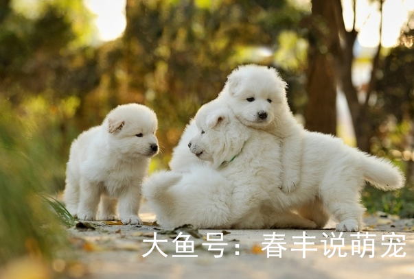 “总有刁民想害朕”生活中这些隐患可能危及到狗狗的生命，还不快来看？